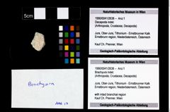 Foto (Objekt + Etikett) von Brachyura indet.  (NHMW-GEO-1990-0041-2638)